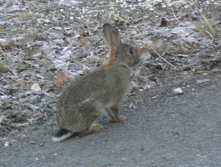 19 lapin garenne.JPG